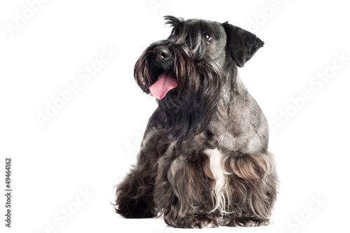 Photo: cesky terrier dog portrait cesky terrier dog portrait