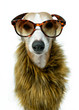 Hund mit Sonnenbrille