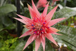 Pink and blue exotic flower - Aechmea ramosa
