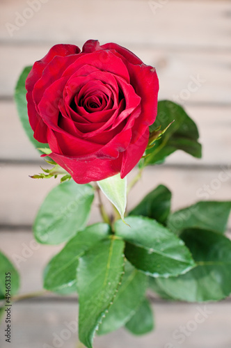 Photo: Red rose Red rose