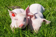 Ferkel im Gras