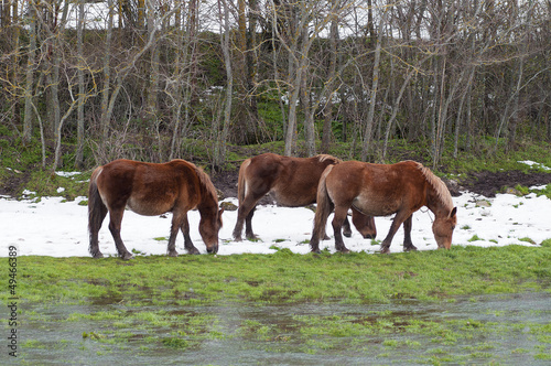 Photo: horses grazing in a snowy field horses grazing in a snowy field