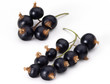 Schwarze Johannisbeere