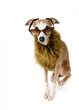 Luxus Hund