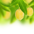 Fresh lemon