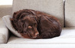 Hund auf dem Sofa