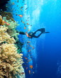 Photo: Scuba diver by coral reef Scuba diver by coral reef