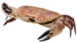 Crab