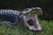 alligator