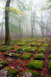 Path of sedimentary rocks in foggy beech forest