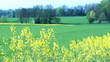 Close up of Oilseed Rape Flowers