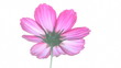 Video: isolated flower isolated flower
