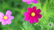 Video: flowers flowers