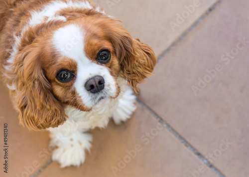 Photo: King Charles Spaniel King Charles Spaniel