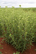 stevia