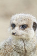 Meerkat