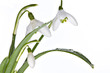 Spring snowdrops isolated on white