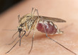 Mosquito sucking blood, macro with high magnification