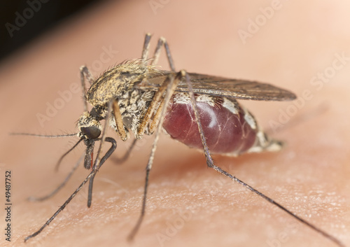 Photo: Mosquito sucking blood, macro with high magnification Mosquito sucking blood, macro with high magnification