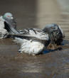 pigeon cleans its feathers