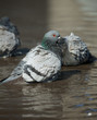 pigeon cleans its feathers