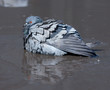 pigeon cleans its feathers