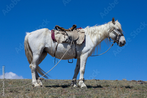 Photo: Stallion under saddle Stallion under saddle