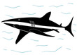 Silhouette d'un requin