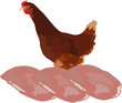 petti di pollo