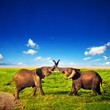 Elephants playing on savanna. Safari in Amboseli, Kenya, Africa