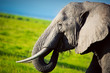 Elephant on savanna. Safari in Amboseli, Kenya, Africa