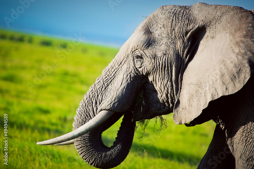Photo: Elephant on savanna. Safari in Amboseli, Kenya, Africa Elephant on savanna. Safari in Amboseli, Kenya, Africa