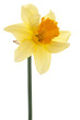 daffodil
