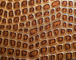Background of the crocodile