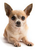 Cute Chihuahua Isolated on White Background