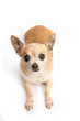 Cute Chihuahua Isolated on White Background
