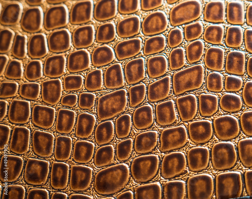 Photo: Background of the crocodile Background of the crocodile