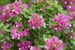 Pink bougainvillea flower