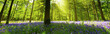 Panoramic Bluebell Wood