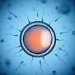 sperm and egg cell