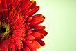 red gerbera flower