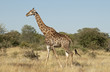 Photo: Giraffe in Kruger National Park Giraffe in Kruger National Park