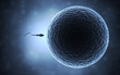 sperm and egg cell