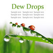 Fresh morning dew and ladybugs