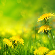 Beautiful spring flowers background