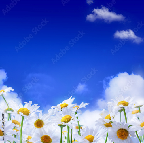 Photo: spring Field of daisies and blue sky background spring Field of daisies and blue sky background