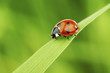 ladybug on grass