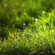 green grass
