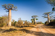 Baobab tree, Madagascar