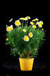 Pot with yellow daisy flower